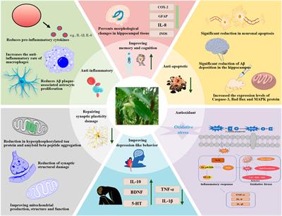 The potential of Terminalia chebula in alleviating mild cognitive impairment: a review